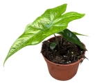 Alocasia Nycteris Batwing