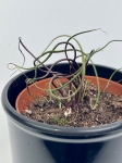 Alocasia Flying Squid