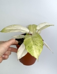 Philodendron Snowdrift