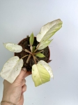 Philodendron Snowdrift