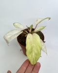 Philodendron Snowdrift