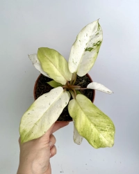 Philodendron Snowdrift - M