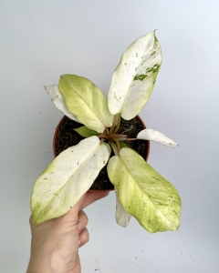 Philodendron Snowdrift - M