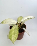 Philodendron Snowdrift.JPG