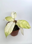 Philodendron Snowdrift