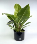 Philodendron melinonii Ghost