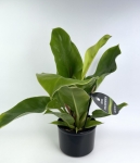 Philodendron melinonii Ghost
