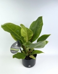 Philodendron melinonii Ghost