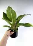 Philodendron melinonii Ghost
