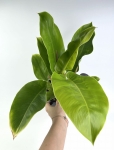 Philodendron melinonii Ghost