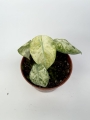 Alocasia Ninja Tricolor Variegata