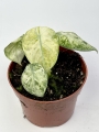 Alocasia Ninja Tricolor Variegata