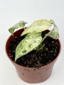 Alocasia Ninja Tricolor Variegata