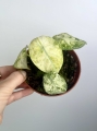 Alocasia Ninja Tricolor Variegata