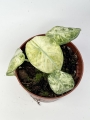 Alocasia Ninja Tricolor Variegata