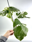 Monstera deliciosa variegata
