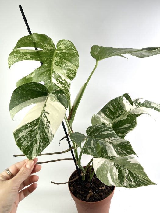 Monstera deliciosa variegata