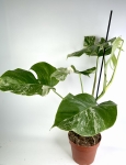 Monstera deliciosa variegata