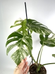 Monstera deliciosa variegata
