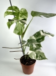 Monstera deliciosa variegata