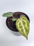 Anthurium Red Crystallinum