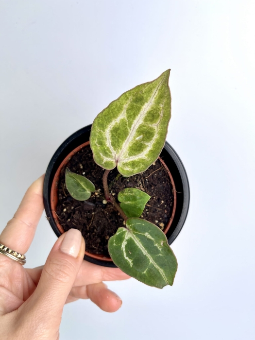 Anthurium Red Crystallinum