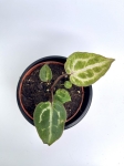 Anthurium Red Crystallinum