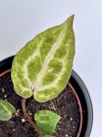 Anthurium Red Crystallinum