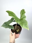 Alocasia Nycteris Batwing