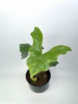 Alocasia Nycteris Batwing
