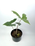 Alocasia Nycteris Batwing