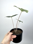 Alocasia Nycteris Batwing