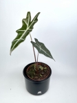 Alocasia Nobilis