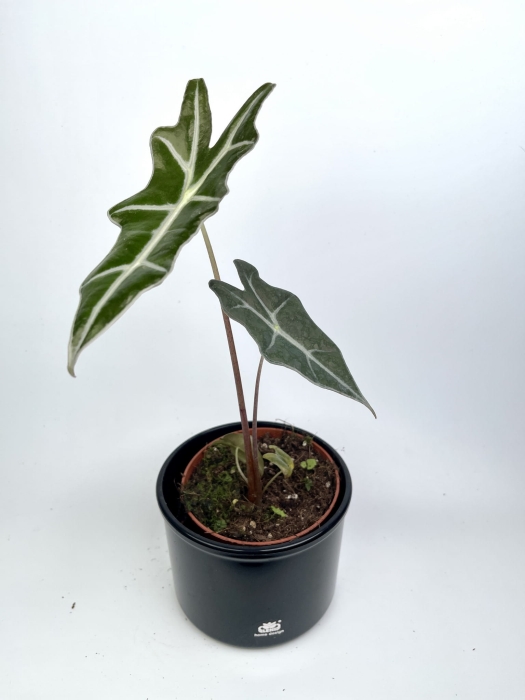 Alocasia Nobilis