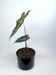Alocasia Nobilis