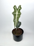 Alocasia Nobilis