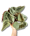Begonia Burkilli Silver Edge Form