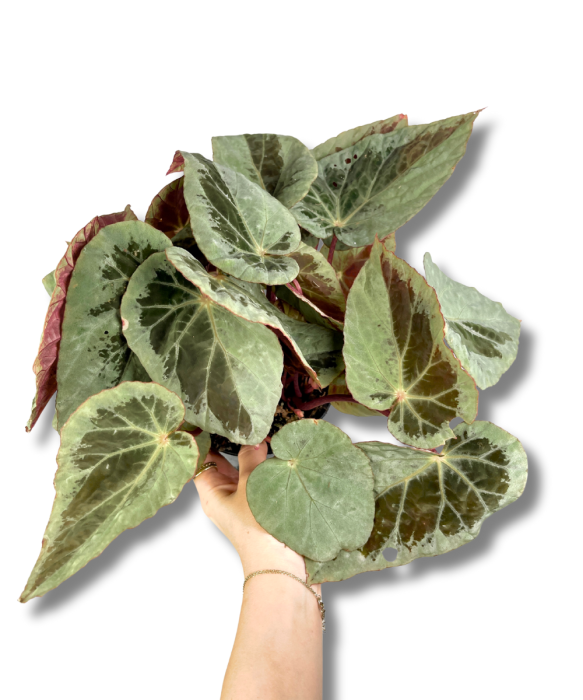 Begonia Burkilli Silver Edge Form