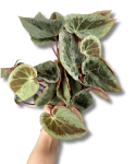 Begonia Burkilli Silver Edge Form