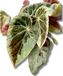 Begonia Burkilli Silver Edge Form