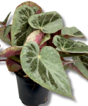 Begonia Burkilli Silver Edge Form