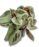 Begonia Burkilli Silver Edge Form