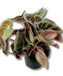 Begonia Burkilli Silver Edge Form