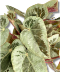 Begonia Burkilli Silver Edge Form