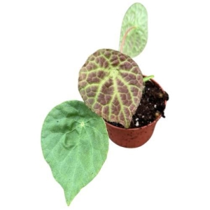 Begonia Phuthoensis
