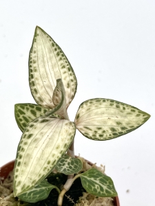 Storczyk Goodyera schlechtendaliana var 'Nishikiran Japan'