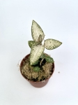 Goodyera schlechtendaliana var 'Nishikiran Japan'