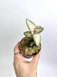 Goodyera schlechtendaliana var 'Nishikiran Japan'