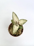 Goodyera schlechtendaliana var 'Nishikiran Japan'