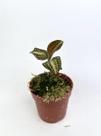 Storczyk Anoectochilus siamensis 'white center' / albolineatus varriegata